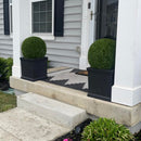 19" XL Cypress Topiary Ball 19" XL Cypress Topiary Ball