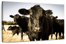 Black Angus Cattle Wall Art Black Angus Cattle Wall Art