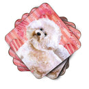 Bichon Frise Bichon Frise