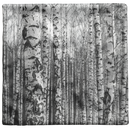"Birch Trees in Winter" Throw Pillow "Birch Trees in Winter" Throw Pillow