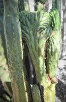 #EC144 Trichocereus Pachanoi Monstrose TPM Cactus Cuttings #EC144 Trichocereus Pachanoi Monstrose TPM Cactus Cuttings