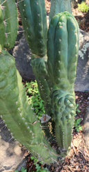 #EC144 Trichocereus Pachanoi Monstrose TPM Cactus Cuttings #EC144 Trichocereus Pachanoi Monstrose TPM Cactus Cuttings