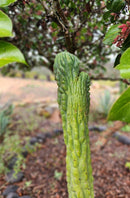 #EC144 Trichocereus Pachanoi Monstrose TPM Cactus Cuttings #EC144 Trichocereus Pachanoi Monstrose TPM Cactus Cuttings