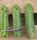 #EC144 Trichocereus Pachanoi Monstrose TPM Cactus Cuttings #EC144 Trichocereus Pachanoi Monstrose TPM Cactus Cuttings