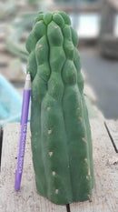 #EC144 Trichocereus Pachanoi Monstrose TPM Cactus Cuttings #EC144 Trichocereus Pachanoi Monstrose TPM Cactus Cuttings