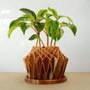 Galaxy Groove Plant Pot Galaxy Groove Plant Pot