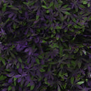 Purple Haze Cannabis Greenery Panel Purple Haze Cannabis Greenery Panel