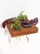 Square Propagation Station Shelf for Plant Cuttings Square Propagation Station Shelf for Plant Cuttings