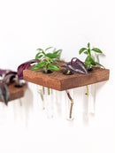 Trapezoid Propagation Station Shelf for Plant Cuttings Trapezoid Propagation Station Shelf for Plant Cuttings