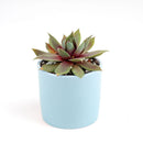 Sempervivum Red Lion Sempervivum Red Lion