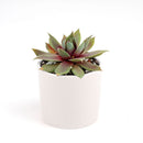 Sempervivum Red Lion Sempervivum Red Lion