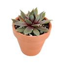 Sempervivum Red Lion Sempervivum Red Lion