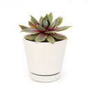 Sempervivum Red Lion Sempervivum Red Lion