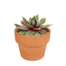 Sempervivum Red Lion Sempervivum Red Lion