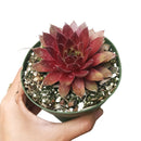 Sempervivum Red Lion Sempervivum Red Lion