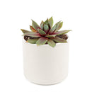 Sempervivum Red Lion Sempervivum Red Lion