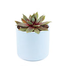 Sempervivum Red Lion Sempervivum Red Lion
