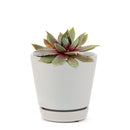 Sempervivum Red Lion Sempervivum Red Lion