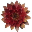 Sempervivum Red Lion Sempervivum Red Lion