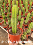 Trichocereus Pachanoi Common San Pedro PC Ornamental Grafting Cactus Cuttings and Potted Trichocereus Pachanoi Common San Pedro PC Ornamental Grafting Cactus Cuttings and Potted