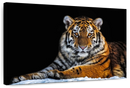 Tiger Snapshot Wall Art Tiger Snapshot Wall Art