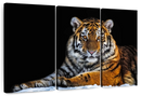 Tiger Snapshot Wall Art Tiger Snapshot Wall Art
