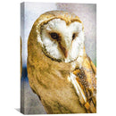Barn Owl Canvas Barn Owl Canvas