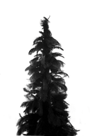 Black Ostrich Feather Tree Black Ostrich Feather Tree