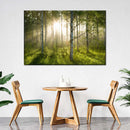 Birch Forest Sunlight Wall Art Birch Forest Sunlight Wall Art