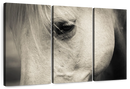 White Horse Eye Wall Art White Horse Eye Wall Art