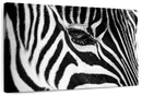 Zebra Eye Wall Art Zebra Eye Wall Art