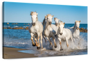 Camargue Horses Wall Art Camargue Horses Wall Art