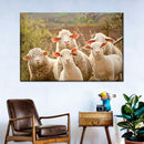 Stunned Sheep Wall Art Stunned Sheep Wall Art