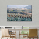 Tequila Jalisco Agave Field Wall Art Tequila Jalisco Agave Field Wall Art