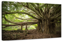 Banyan Tree Wall Art Banyan Tree Wall Art