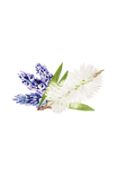 Lavender & Tea Tree Essential Oil Blend Lavender & Tea Tree Essential Oil Blend