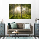 Birch Forest Sunlight Wall Art Birch Forest Sunlight Wall Art