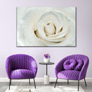 White Rose Close Up Wall Art White Rose Close Up Wall Art