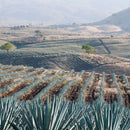 Tequila Jalisco Agave Field Wall Art Tequila Jalisco Agave Field Wall Art