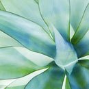 Agave Leaves Wall Art Agave Leaves Wall Art