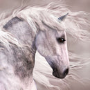 Arabian Dapple Grey Horse Wall Art Arabian Dapple Grey Horse Wall Art