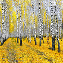 Autumn Birch Forest Trees Wall Art Autumn Birch Forest Trees Wall Art