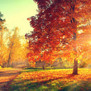 Autumn Sunset Wall Art Autumn Sunset Wall Art