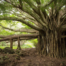 Banyan Tree Wall Art Banyan Tree Wall Art