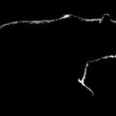 Bear Contour Wall Art Bear Contour Wall Art