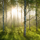 Birch Forest Sunlight Wall Art Birch Forest Sunlight Wall Art