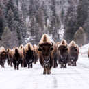 Bison Herd In Winter Wall Art Bison Herd In Winter Wall Art