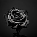 Black Rose Wall Art Black Rose Wall Art