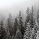 Winter Mist Wall Art Winter Mist Wall Art