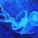 Bell Shaped Jellyfish Wall Art Bell Shaped Jellyfish Wall Art